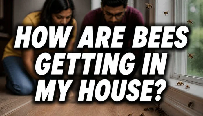 how are bees getting in my house feature image with a couple noticing bees near the window and the floor