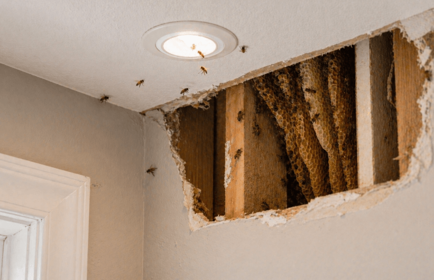 active bee hive inside wall cavity with honeycomb exposed near ceiling light fixture