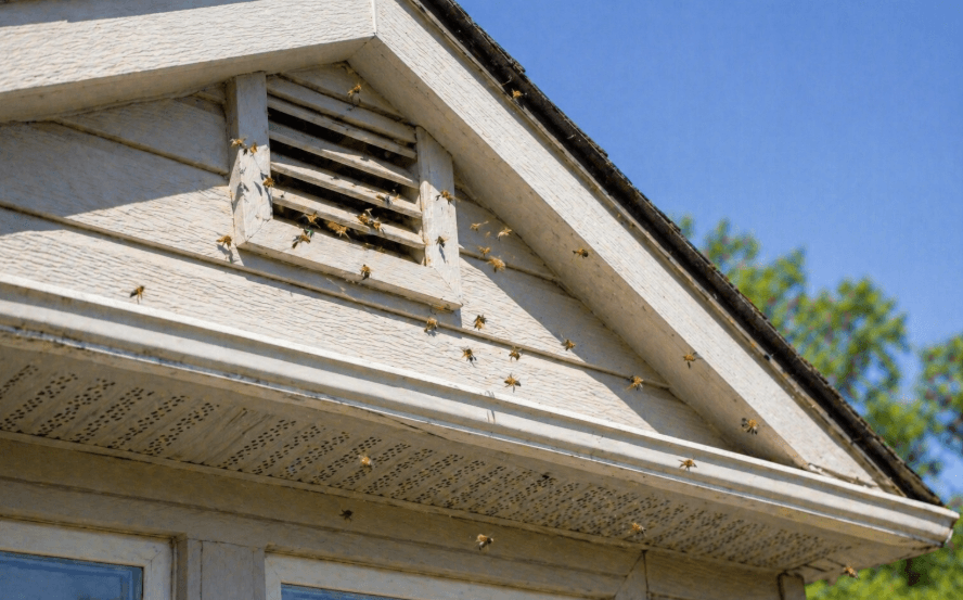 wasps flying around the attic vent and the roof eaves of a house exterior
