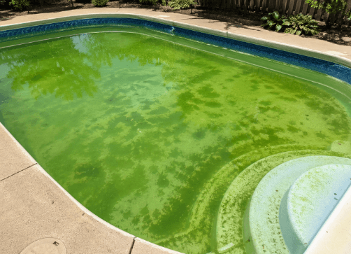 Swimming pool with green cloudy water and visible algae buildup